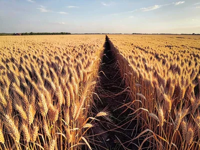 Edge of wheat field creating stark line