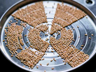 Rice grains collecting at nodal points on vibrating plate