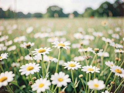 Daisy field soft painterly rendering