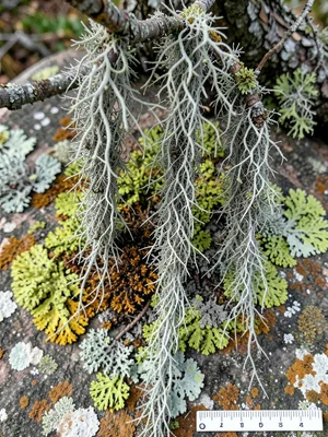 Old growth lichen draping from tree branch, Usnea beard lichen hanging in long g