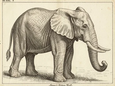 Victorian zoological elephant illustration