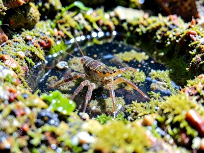 Hermit crab moving through pool terrain