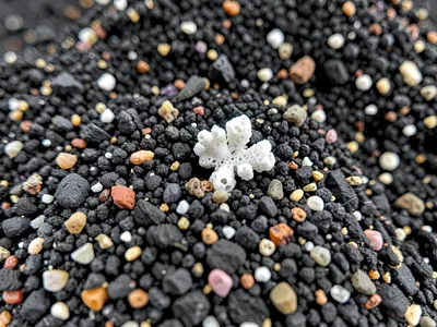 Black sand with single white coral fragment