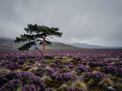 Lone Caledonian Pine on Open Moor