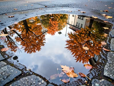 Autumn leaves floating on a puddle, both real and reflected trees visible, dual 