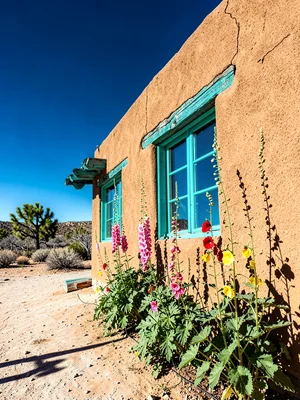 Hollyhocks at Adobe Wall Base