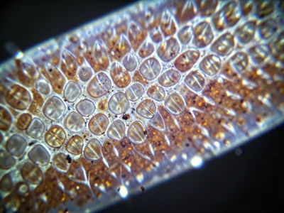 Shark skin denticle array, tiny tooth-like scales creating hydrodynamic surface,