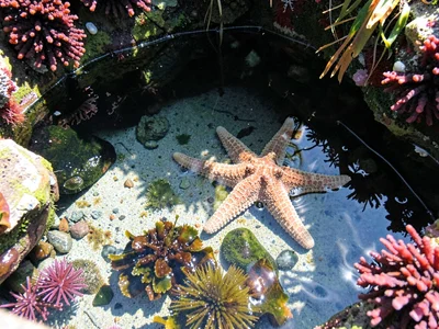 Star fish in pool corner