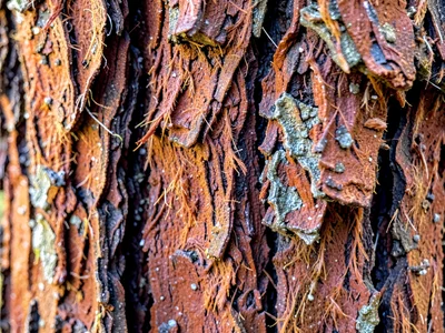 Redwood fibrous bark texture