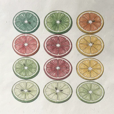 Citrus cross-section slices — yuzu and sudachi — arranged in a grid
