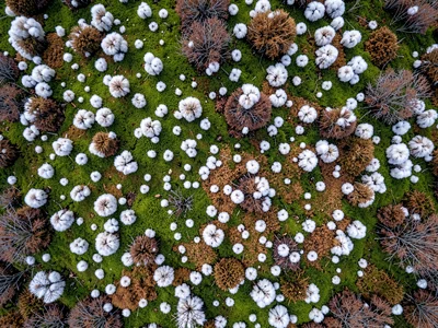 Bog cotton heads creating white dots across green surface