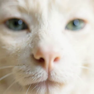 Pet nose close-up, eyes going soft