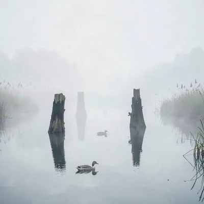 Black willow stumps in still water, a faint duck silhouette the only sign of lif