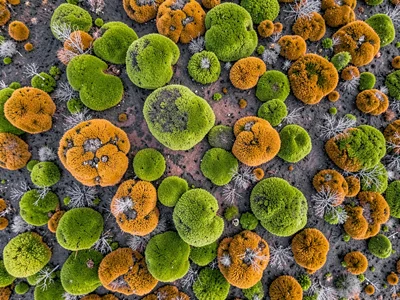 Raised hummocks creating texture field in green and orange sphagnum