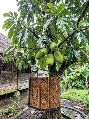 Open-air fale life in Samoa after rain, Breadfruit tree heavy with fruit after r