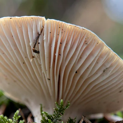 Mushroom gill detail
