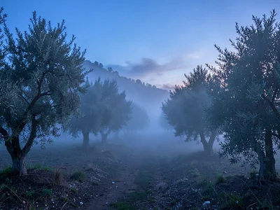 Olive grove with fog threading between silver trunks
