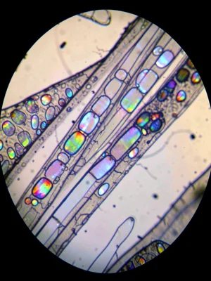 A mica schist in cross-polarized light — elongated mica flakes aligned in foliat