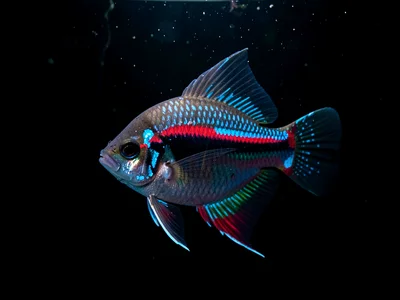 Neon Tetra Diamond Formation