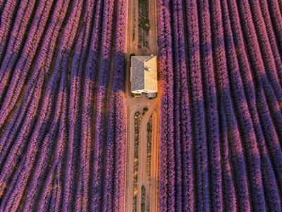 Lavender fields in Provence, parallel purple rows with a stone farmhouse at one 