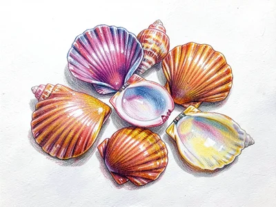 Collection of seashells
