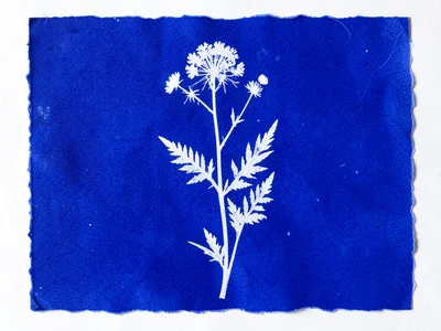 Sun-printed botanical of summer wildflower meadow arrangement, blue and white
