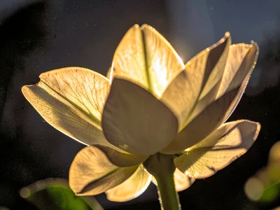 Translucent flower petals glowing with light