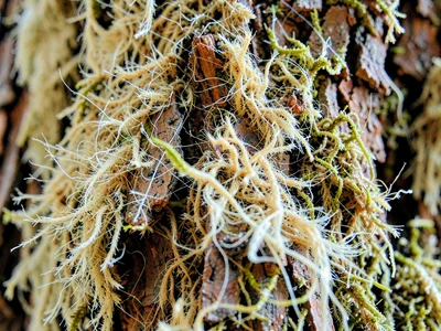 Sequoia soft fibrous