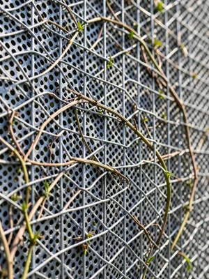 Woven wire trellis with real spring vines growing through, pattern interaction