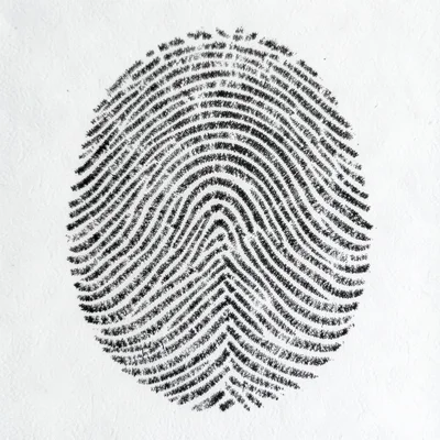 Human fingerprint ridges filled with graphite from pencil, the evidence we leave