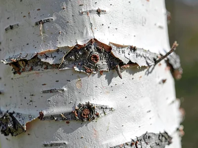 Silver birch bark peeling in sheets