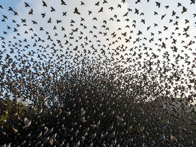 Murmuration of starlings, complete formation visible, the algorithm of survival 