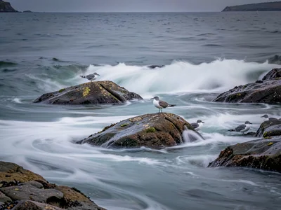 Seabirds on rocks surrounded by blurred wave action