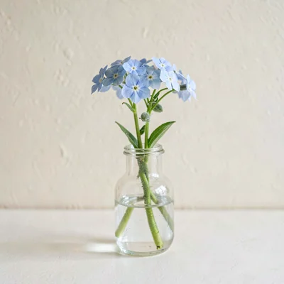 Botanical of a single forget-me-not in a small clear vase, pale blue against cre