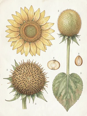 Sunflower botanical specimen illustration