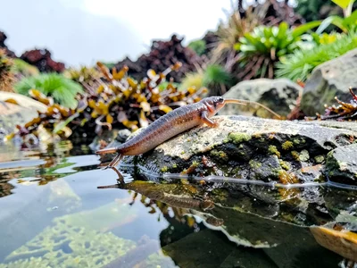 Limpet on rock above water line