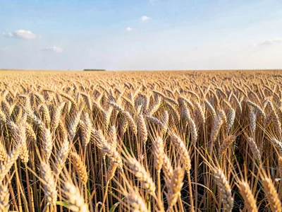 Field edge where wheat meets sky simply