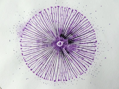 Lilac spore print from blewit mushroom, unusual purple deposit on white paper, v