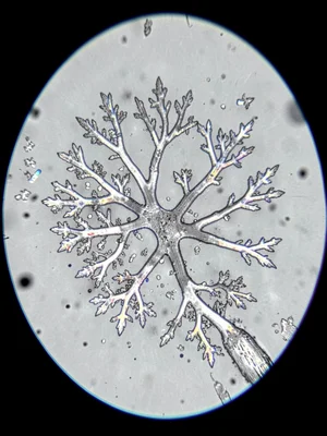 A zinc dendrite crystal grown from supersaturated solution — fractal branching t