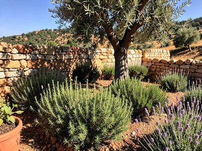 Olive Shade Herb Garden