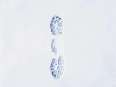 Fox track pattern in fresh snow