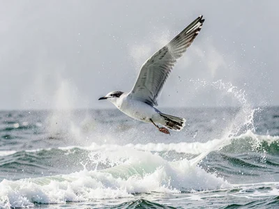 Seabird flying through spray