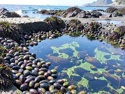 Mussel bed at pool edge