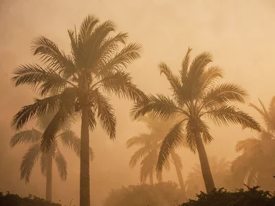 Palm fronds swaying as silhouettes in dust-thick air