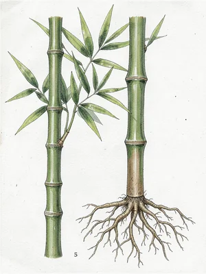 Phyllostachys bamboo botanical illustration
