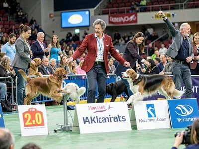 Dog show competition