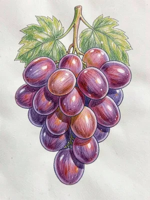 Cluster of grapes with bloom