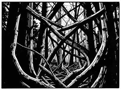 Dense forest interior, twisted branches crossing in violent black contrast
