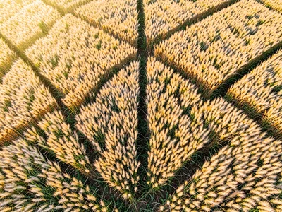 Aerial view showing wheat field geometry