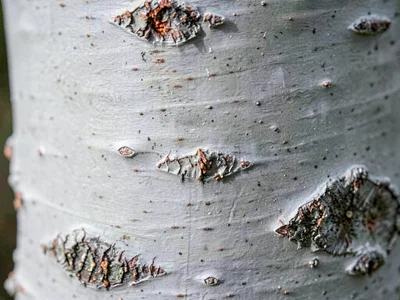 Beech bark smooth gray